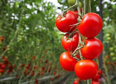 خرید فروش گوجه گلخانه ای + قیمت عمده