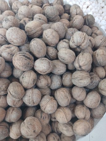 گردو کاغذی قیمت فروش