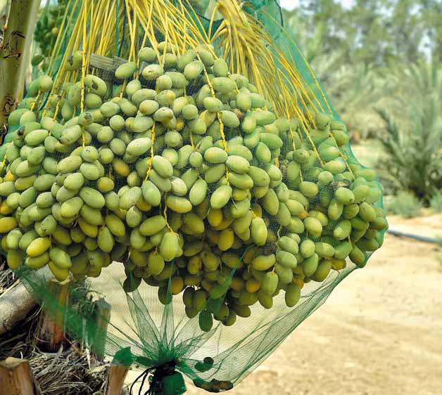فروش کیسه محافظ خرما