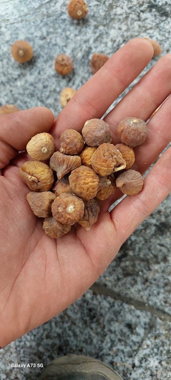 فروش عمده انجیره مربا