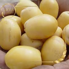 خرمای برحی خوزستان + قیمت عمده