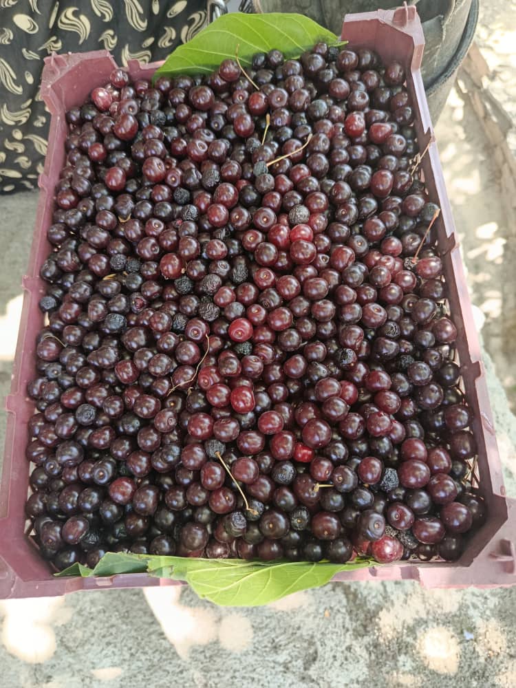 فروش ویژه آلبالو محلی مشهد