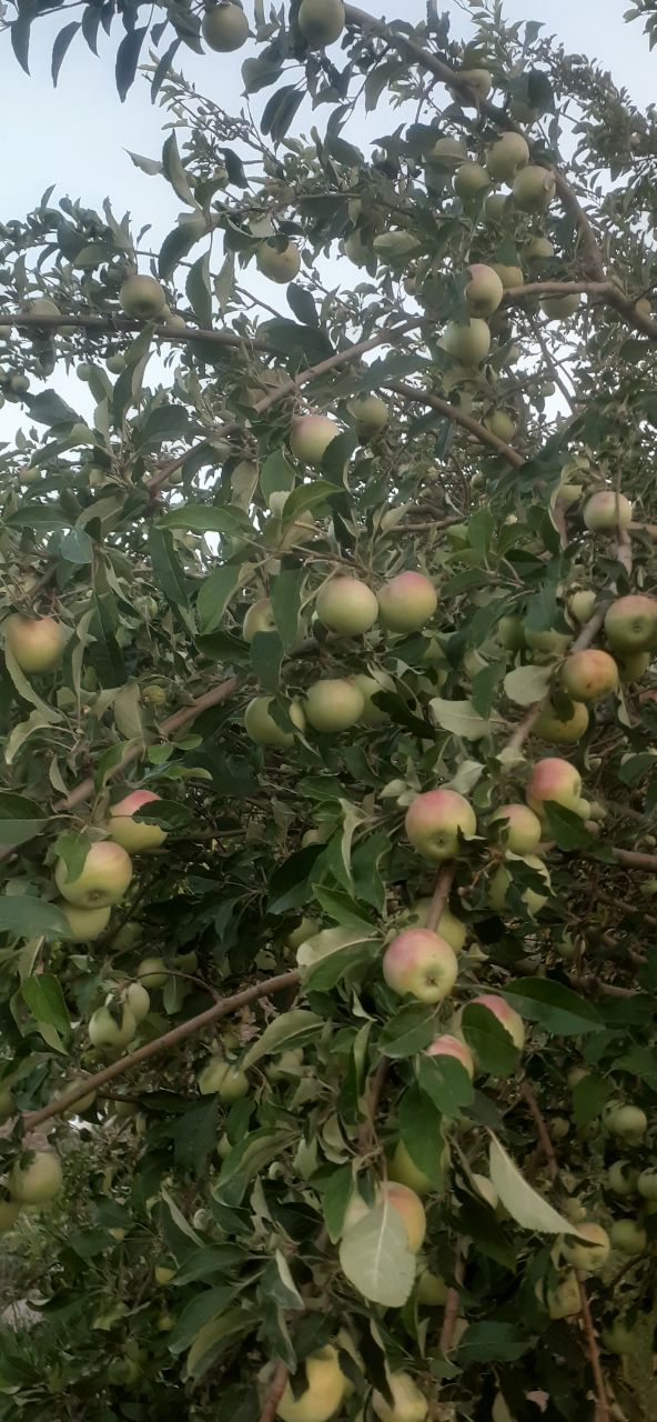 قیمت سیب گلاب شهر خشکرود