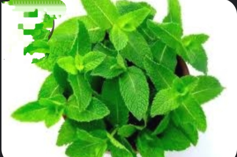 پونه کوهی اصل