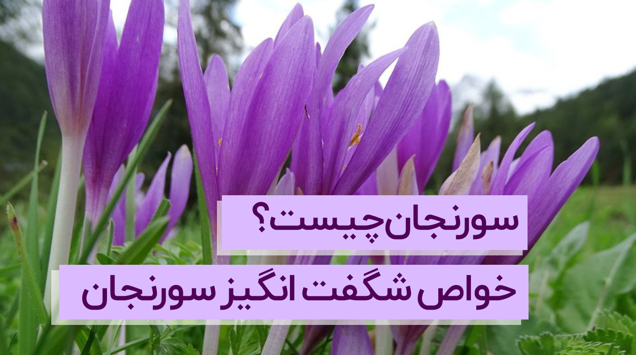 سورنجان چیست؟ خواص شگفتانگیز + خرید عمده + قیمت
