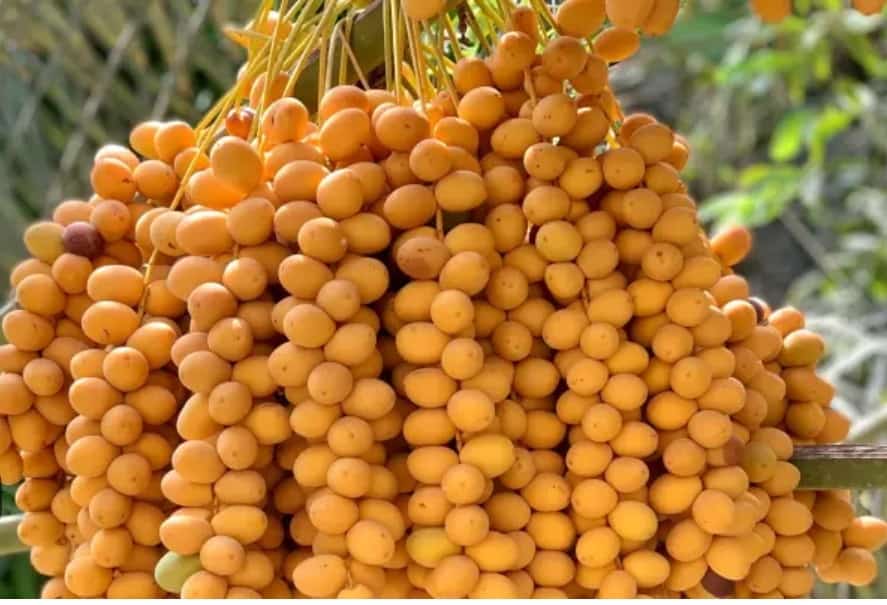 خرما مرغوب + فروش عمده