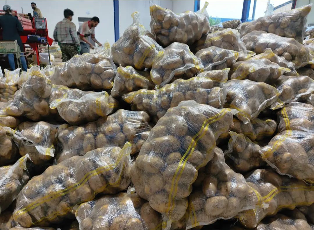 سیب زمینی مرغوب + قیمت عمده