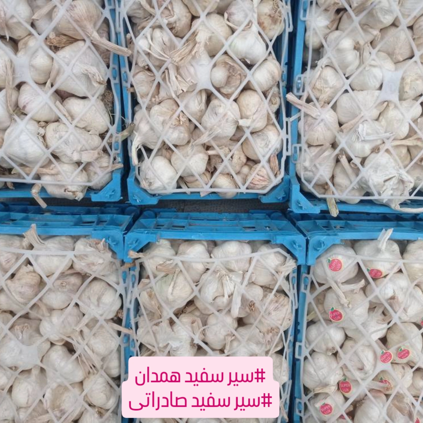 سیر سفید خشک همدان