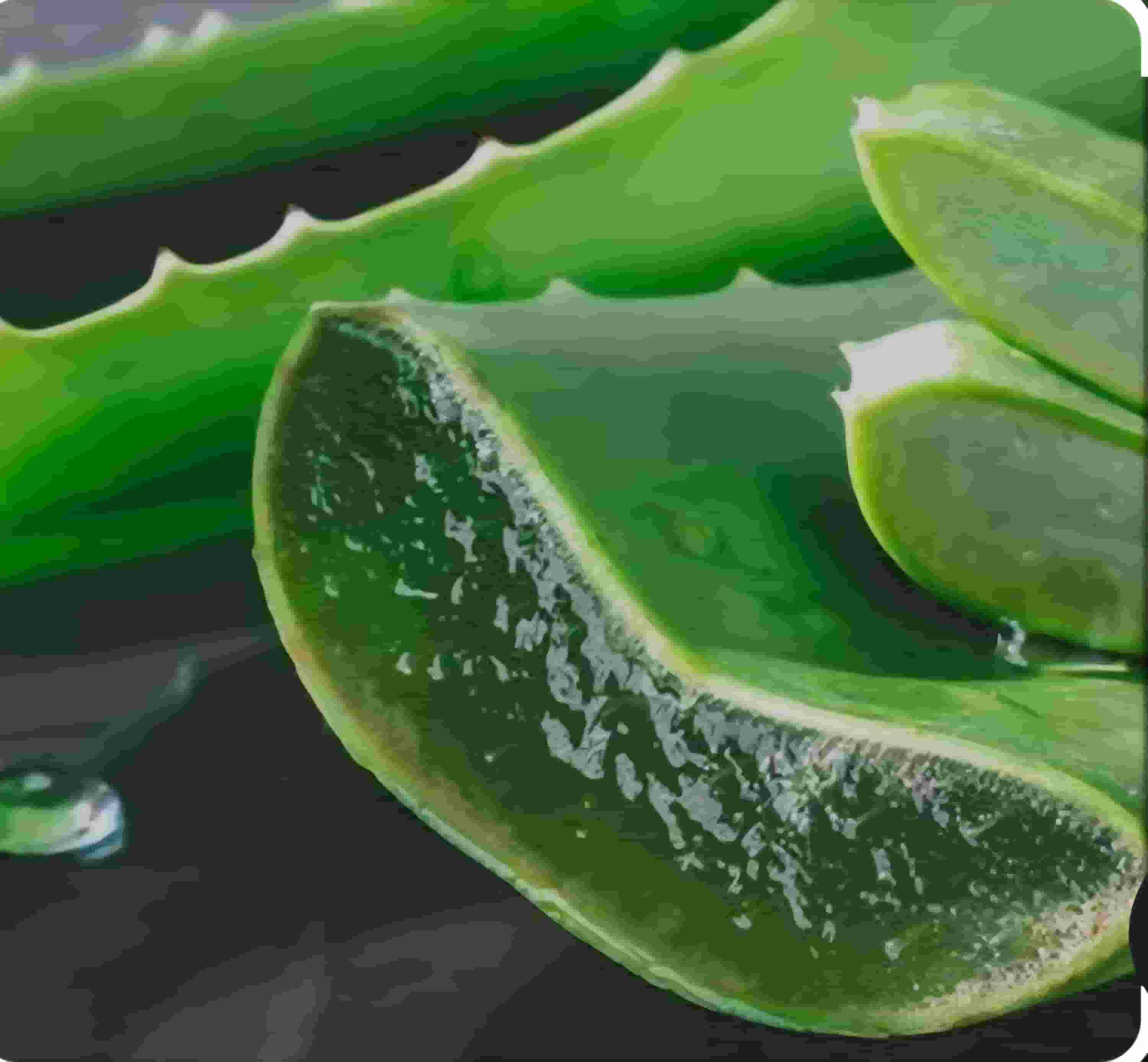 قیمت خرید آلوئه ورا مرغوب