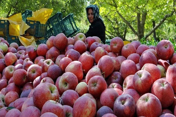 قیمت سیب قرمز سهند + خرید باورنکردنی