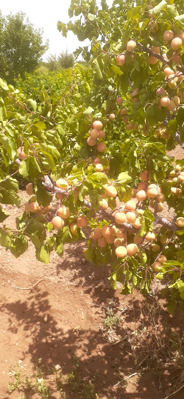 خرید قیسی زرد آلو شهر خشکرود