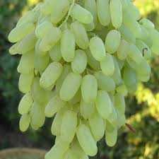 قیمت ویژه انگور فخری + خرید ارزان
