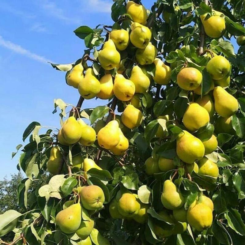 فروش نهال با کیفیت گلابی شاه میوه