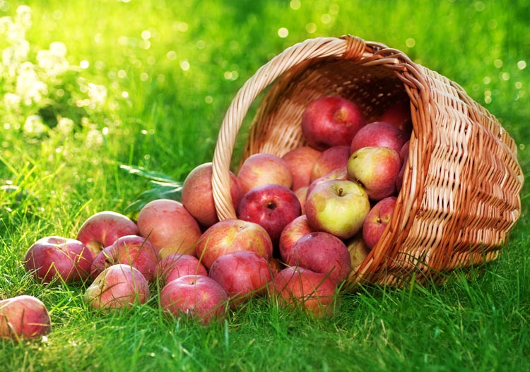 خریدو فروش سیب زیر درختی ارومیه + شرایط فوق العاده