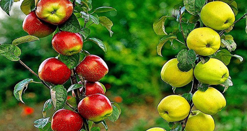 باغ سیب درختی مهاباد