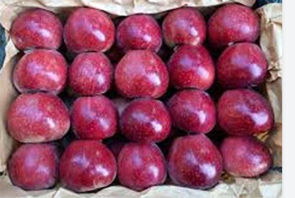 خرید سیب درجه یک صادراتی ارومیه