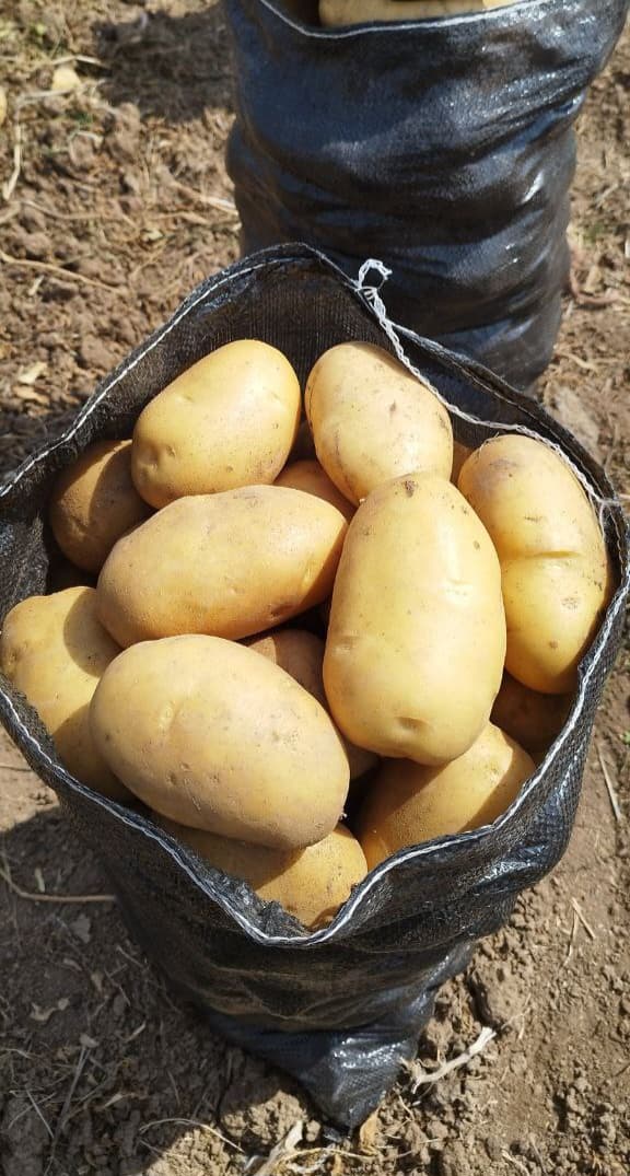 سیب زمینی جلی عجب شیر + خرید عمده