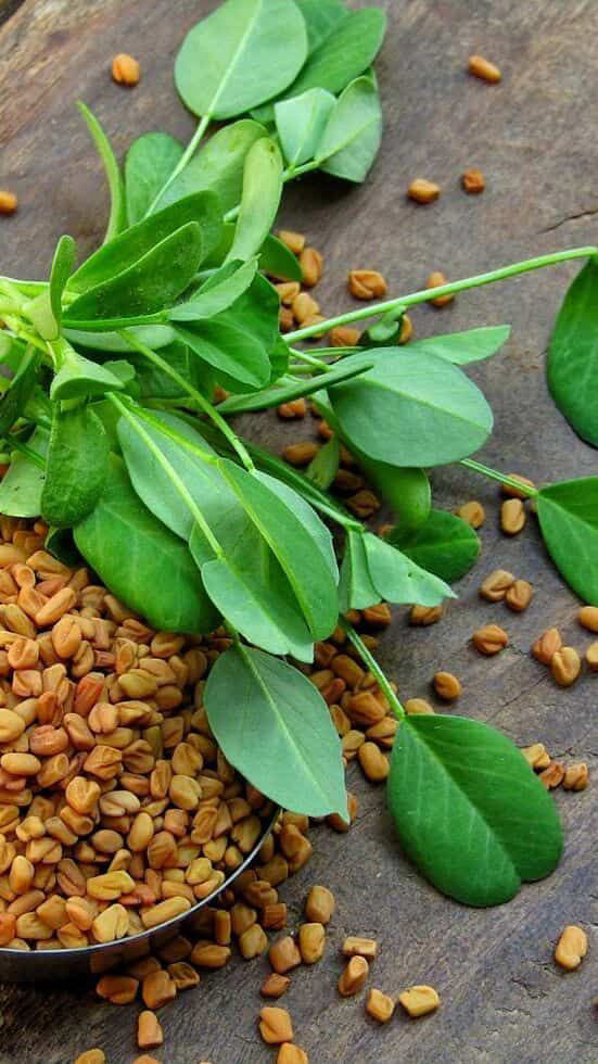 خرید به صرفه شنبلیله خشک فارس از کشاورز + قیمت ارزان