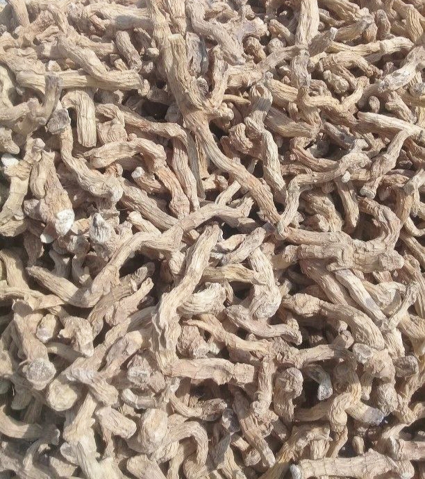 خرید عمده شقاقل خشک مرغوب با قیمت ویژه + خواص درمانی شگفت انگیز