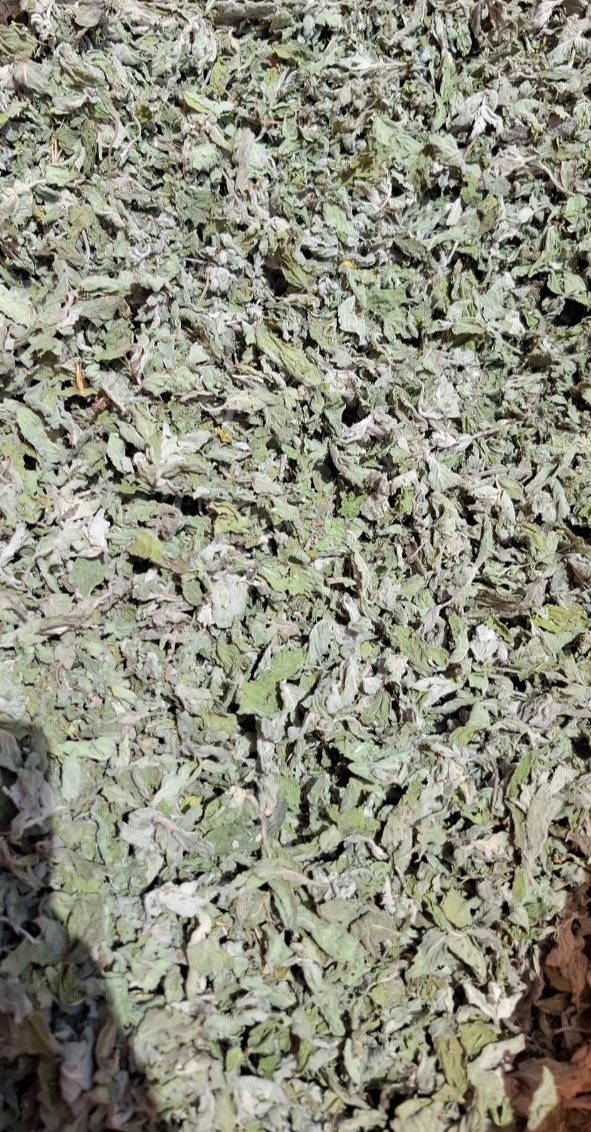 خرید عمده پونه خشک با قیمت استثنایی + خواص درمانی شگفت انگیز