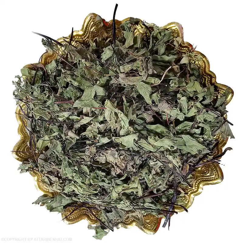 خرید عمده گزنه خشک ۲۰% چوب دار با قیمت استثنایی + خواص درمانی
