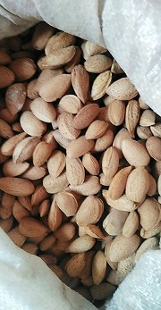بادام درختی خرید