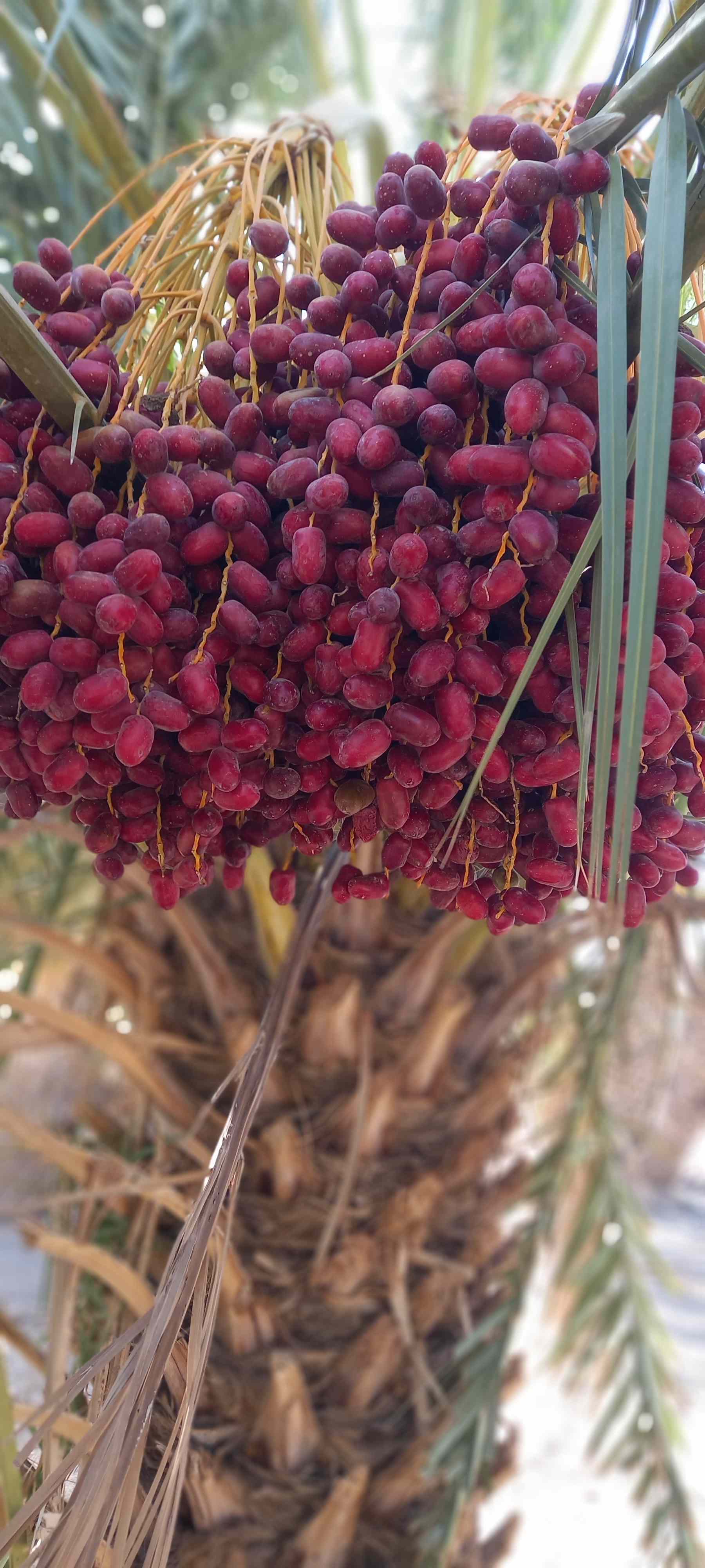 خرید‌ و قیمت‌ رطب مضافتی‌ صادراتی + فروش‌ ارزان‌