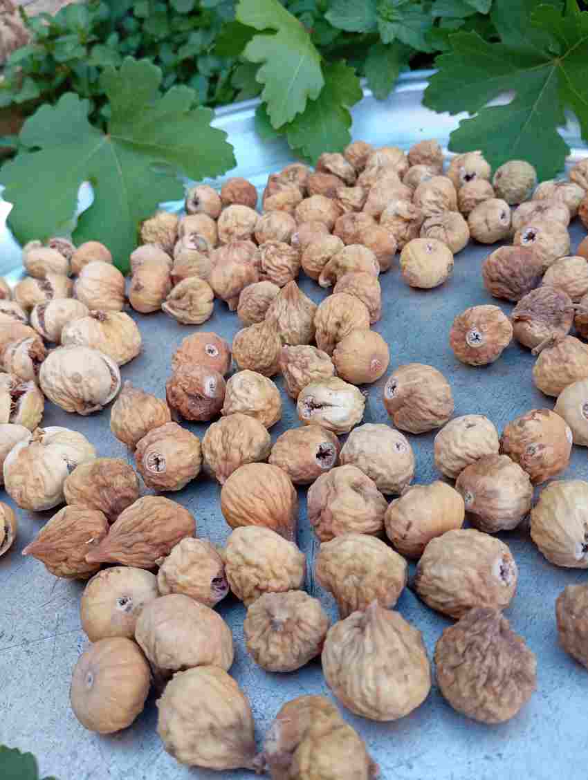 عرضه عمده انجیر خشک اعلا با کیفیت عالی