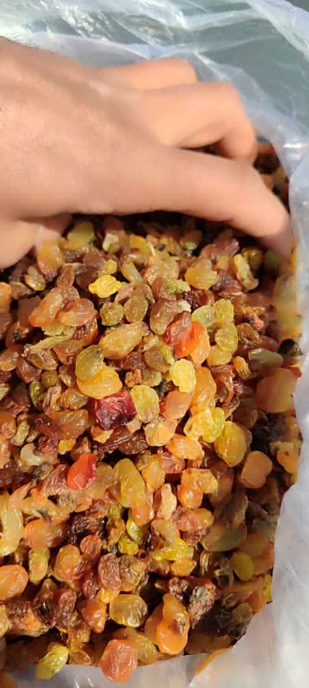 کشمش آبگیری ملکان