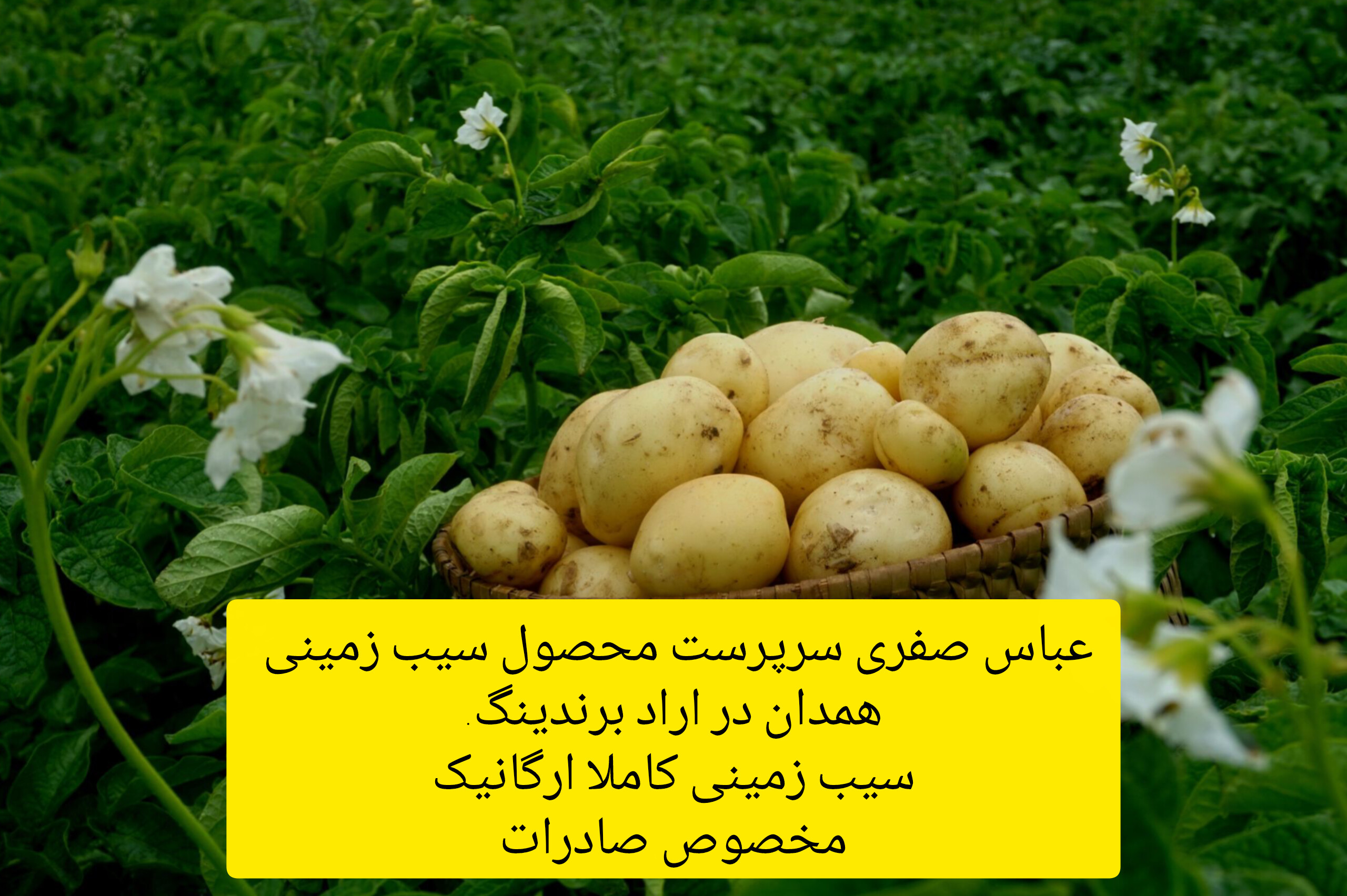سیب زمینی همدان خرید
