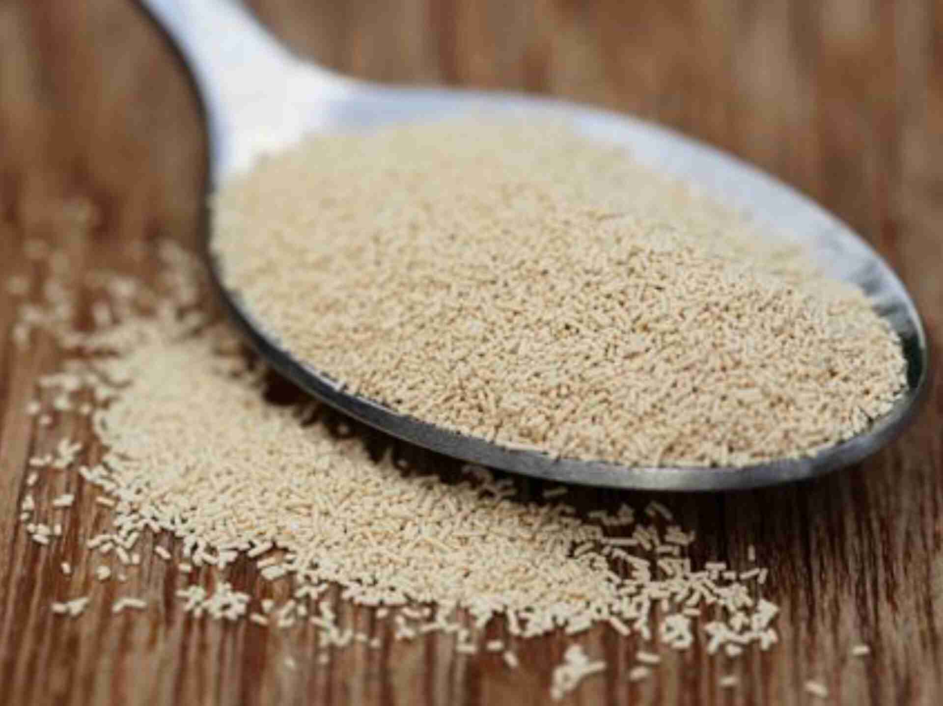 قیمت خمیر مایه ناب + رقابتی
