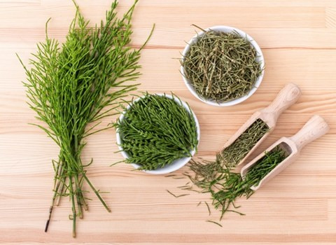 خرید عمده گیاه دم اسبی خشک با قیمت استثنایی + خواص درمانی شگفت انگیز