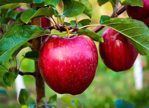 قیمت عمده سیب درختی قرمز + با شرایط مناسب