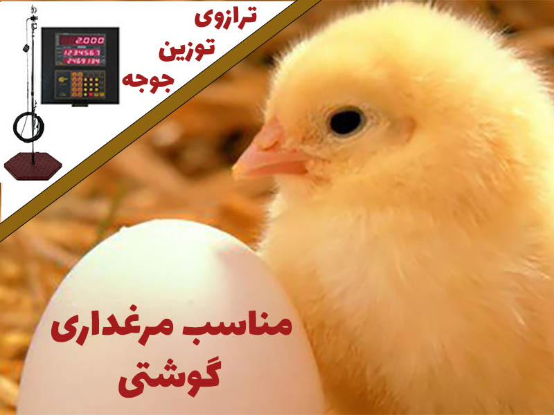 فروش باسکول مخصوص ثبت وزن و رشد جوجه در سالن‌های پرورشی