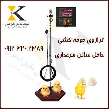 فروش باسکول رکوردگیر جهت بهینه‌سازی تغذیه جوجه‌ها با رشد روزانه