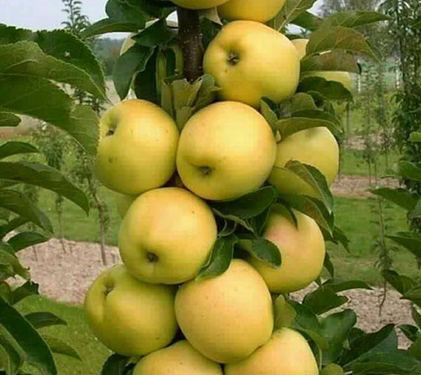 قیمت سیب گلدن ارومیه + فروش عمده