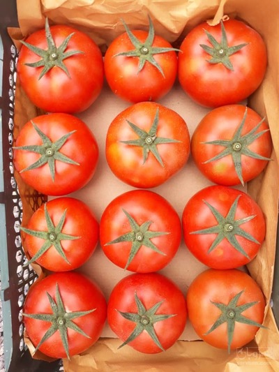 فروش عمده گوجه فرنگی