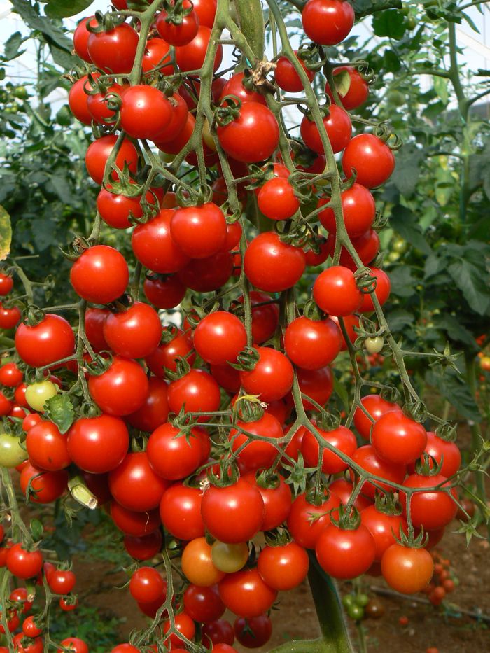 قیمت گوجه‌ فرنگی گلخانه‌ای و گوجه‌ فرنگی فضای باز
