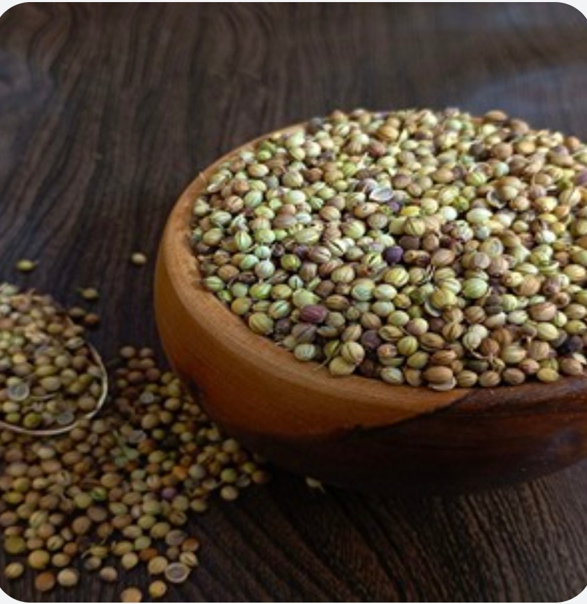 تولید و برداشت کلی ادویه گشنیز با فروش یکجا