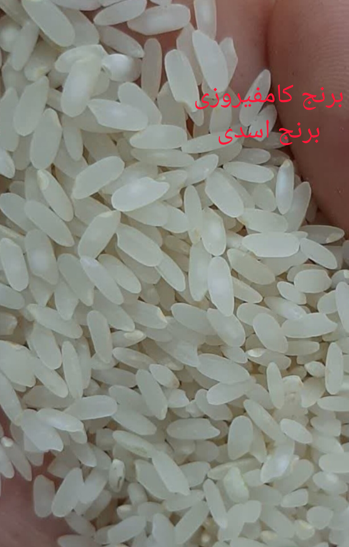 برنج کامفیروزی محلی