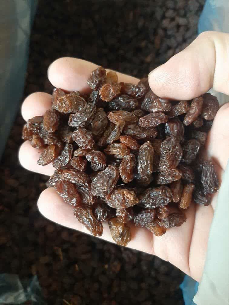 کشمش آفتاب خشک آذربایجان