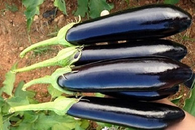 بادمجان اصل قیمت