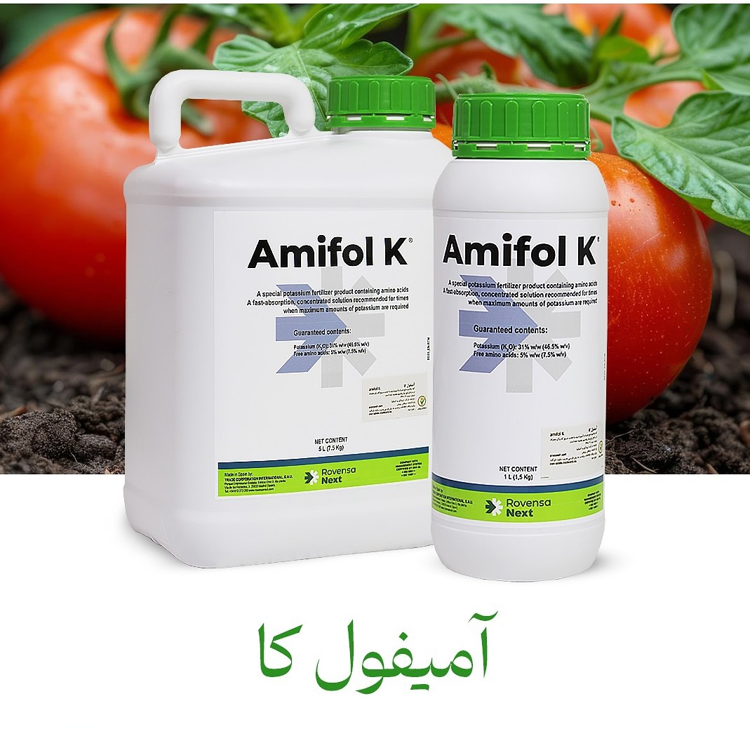 خرید به صرفه و عمده کود مایع آمیفول کا با فروش استثنایی و صادراتی