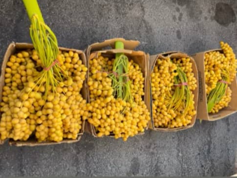 فروش عمده خارک برحی بصراوی