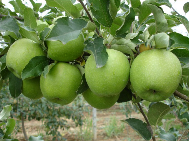 فروش عمده سیب سبز + با کیفیت عالی اشنویه