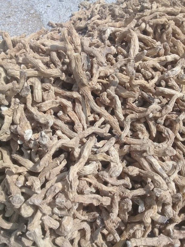 خرید عمده شقاقل خشک با قیمت استثنایی + خواص درمانی منحصر به فرد