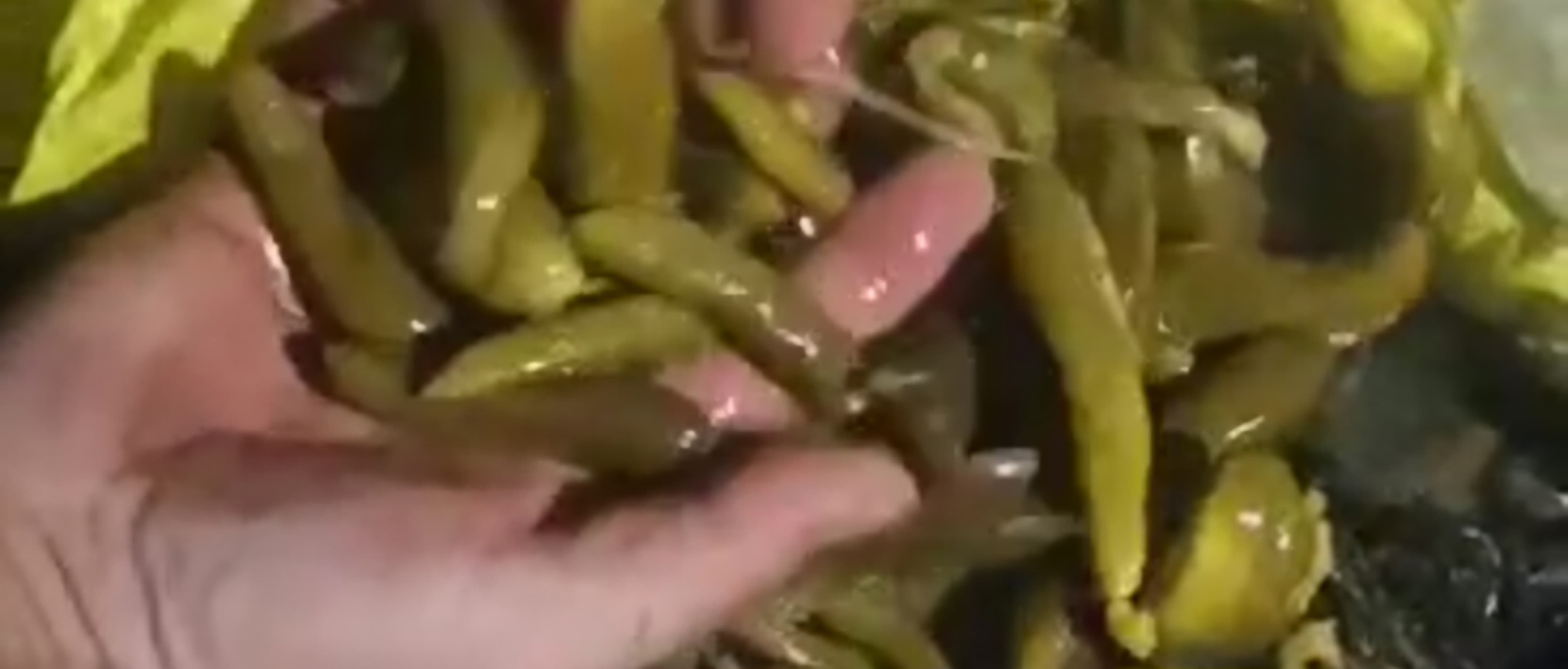 خرید و فروش خیارشور سوپر ویژه شابهار با شرایط فوق‌ العاده
