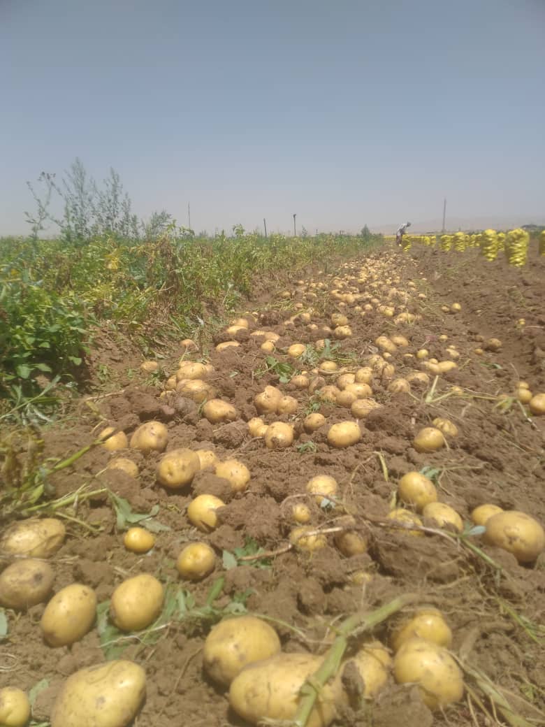 سیب زمینی مرغوب
