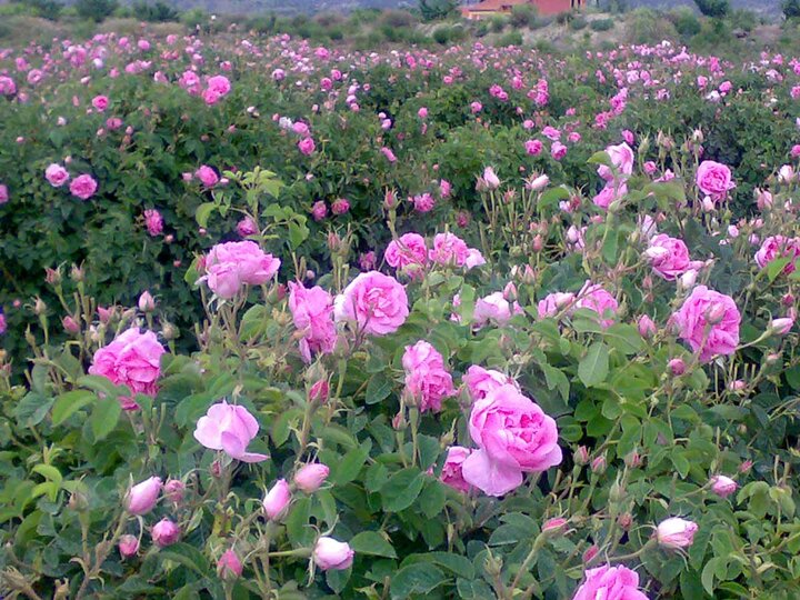 فروش گل محمدی خشک فله