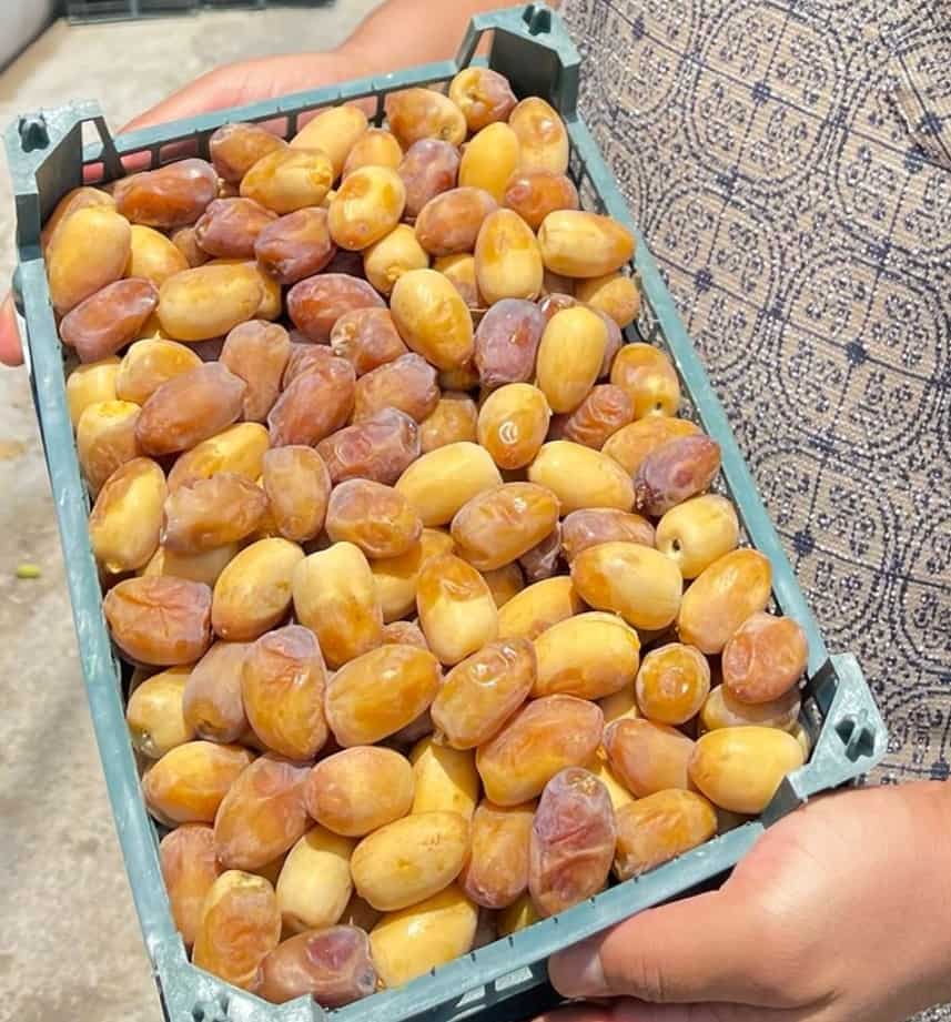قیمت عمده خرما عسلی خشت + تخفیف ویژه
